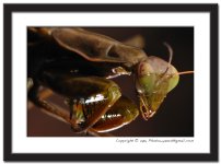 HR-Mantis-(1).jpg