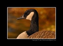 Goose-(1).jpg