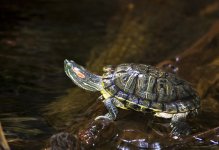 snapping_turtle_by_samspade1941-d4uib6s.jpg