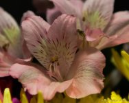 DSC_9850.jpg