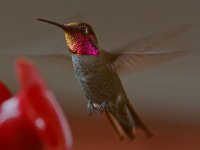 Hummer18.jpg