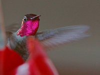 Hummer17.jpg