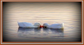 Nuzzling Ducks.jpg