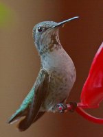 Hummer22.jpg