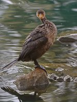 Cormorrant2.jpg