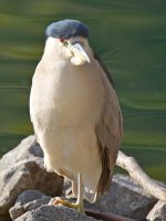 Heron.jpg