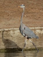 Heron6.jpg