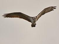Raptor12.jpg