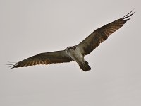 Raptor14.jpg