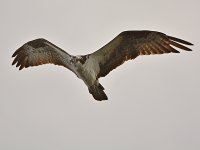 Raptor16.jpg