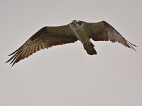 Raptor17.jpg