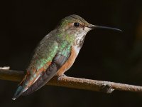 Hummer8.jpg