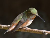 Hummer9.jpg