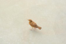 DSC_6646.jpg
