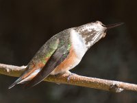Hummer11.jpg