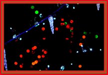 Christmas Lights.jpg