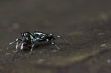 DSC_7517.jpg