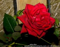 ESC_7940.jpg