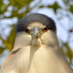 Heron4.jpg