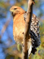 Hawk3.jpg
