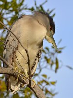 Heron2.jpg