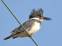 Kingfisher3.jpg