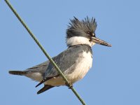 Kingfisher4.jpg