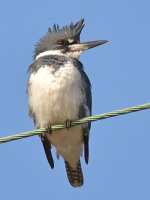Kingfisher6.jpg