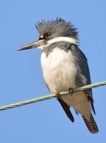 Kingfisher8.jpg