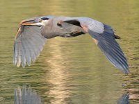 BlueHeron5.jpg