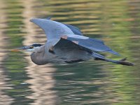 BlueHeron6.jpg