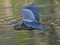 BlueHeron7.jpg