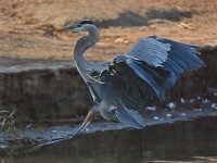 BlueHeron8.jpg