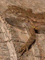 Lizard.jpg