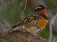 Thrush8.jpg