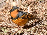 Thrush.jpg