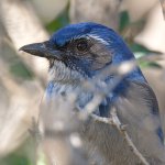 ScrubJay5.jpg