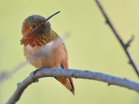 Hummer15.jpg