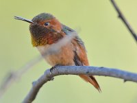 Hummer16.jpg