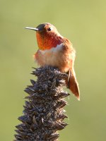 Hummer11.jpg