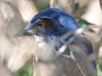 ScrubJay2.jpg