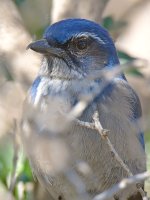 ScrubJay3.jpg