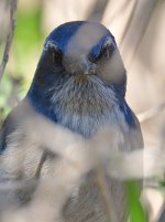 ScrubJay6.jpg