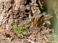 Thrush9.jpg