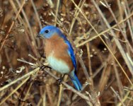 DSC_5143-1.jpg