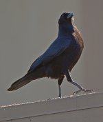 Crow2.jpg