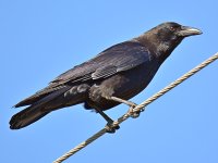 Crow3.jpg