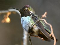 Hummer.jpg