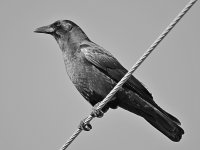 Crow4bw.jpg