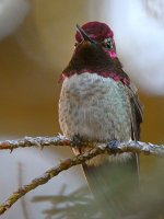 Hummer3.jpg